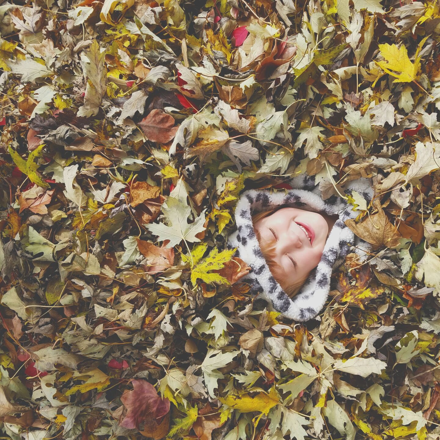 Fall leaves